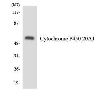 CYP-M / CYP20A1 Antibody (aa177-226)