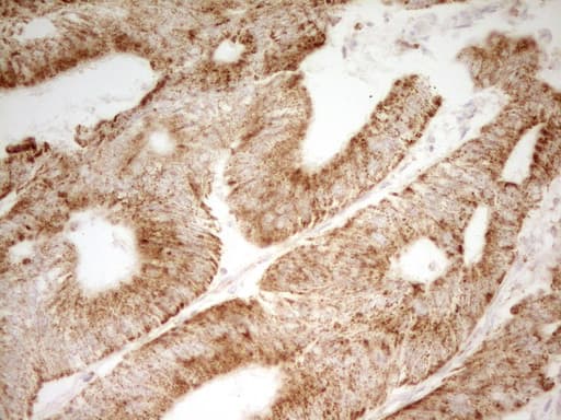 MRRF Antibody (aa56-262, clone OTI2A9, Carrier-free)