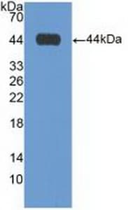 CST / GAL3ST1 Antibody (aa57-196)