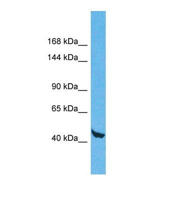 WDR59 Antibody (aa30-79)