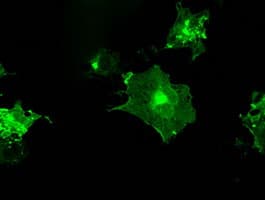 IHC-plus™ CD32A Antibody (clone 13D7)