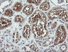 FTCD / 58K Golgi Protein Antibody (clone OTI4A7, Carrier-free)