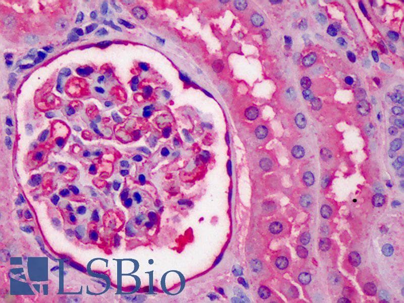 IHC-plus™ APOA1 / Apolipoprotein A 1 Antibody (clone 057-10029)
