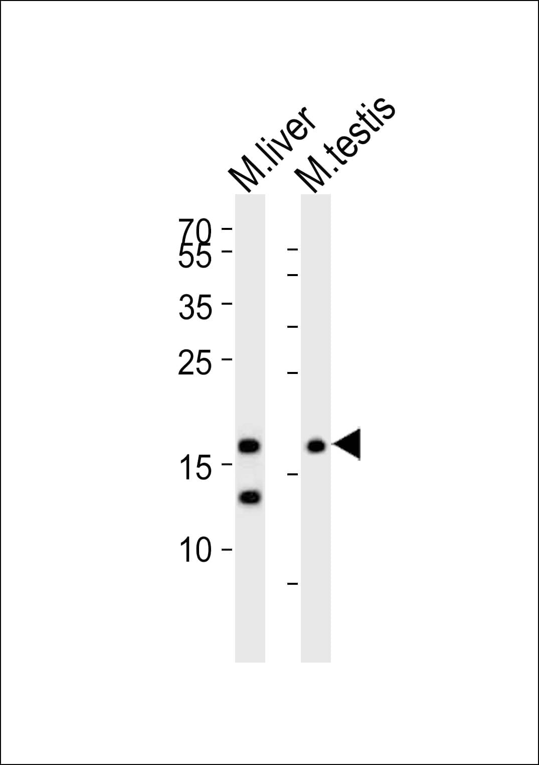 DPPA3 / STELLA Antibody (aa134-170)