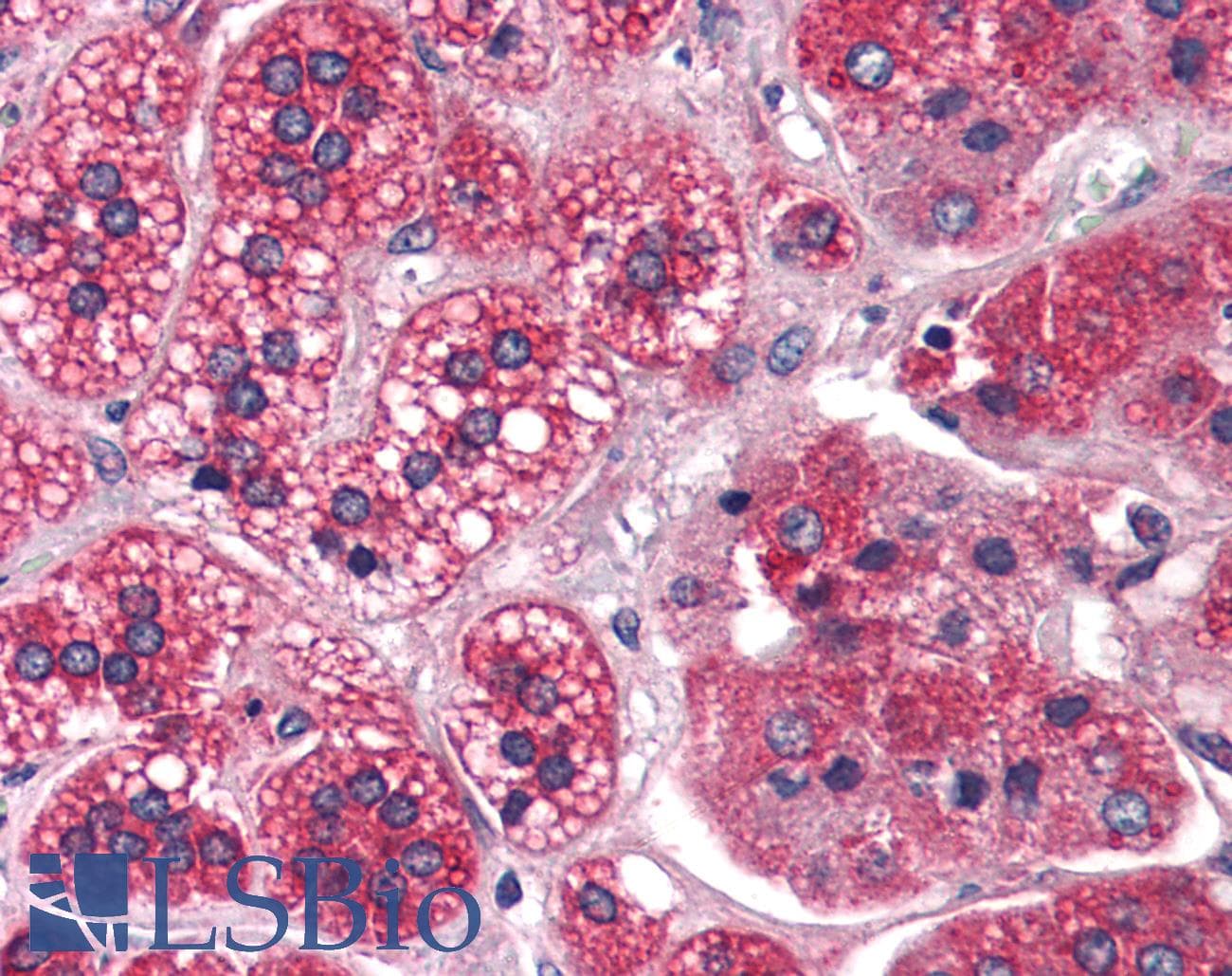 IHC-plus™ Polyclonal Rabbit anti-Human REEP5 Antibody (N-Terminus, IHC)