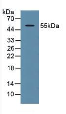 TP53 / p53 Antibody (aa134-387)