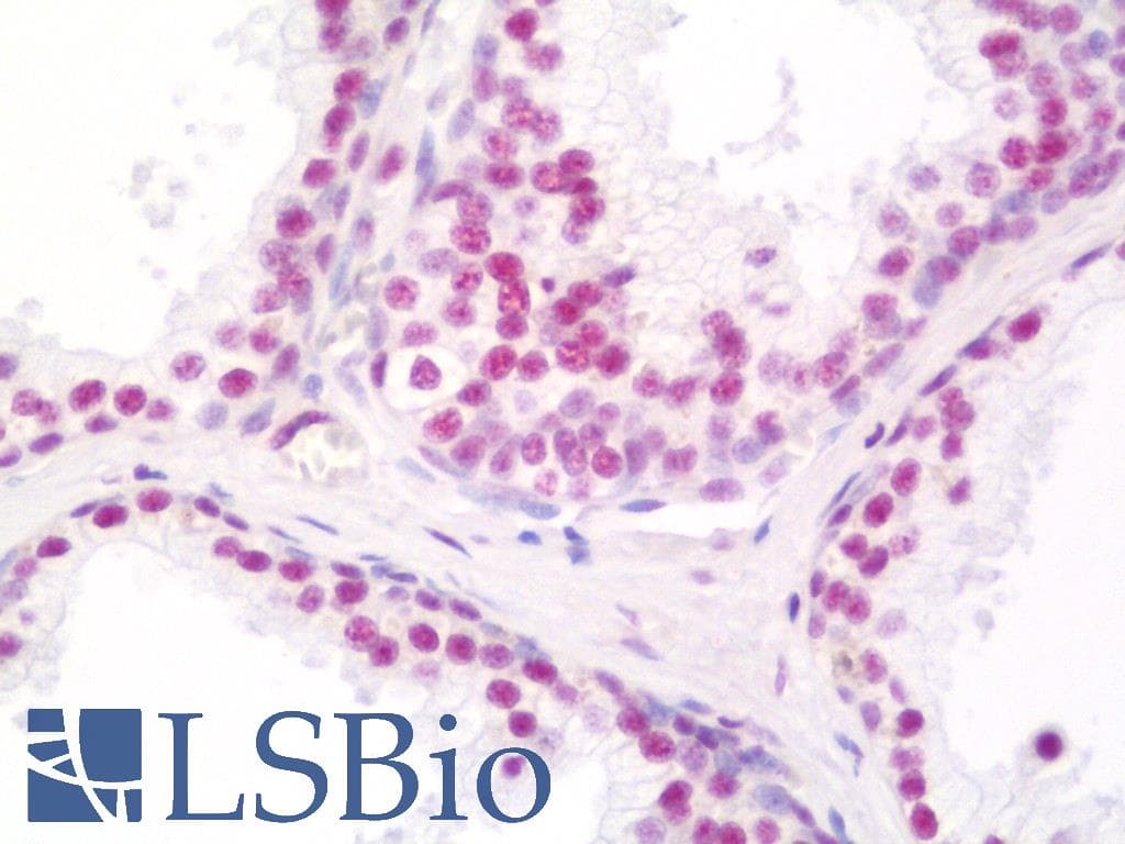 IHC-plus™ THRAP3 / TRAP150 Antibody (aa905-C-term)