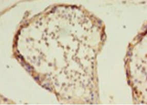 HDAC1 Antibody