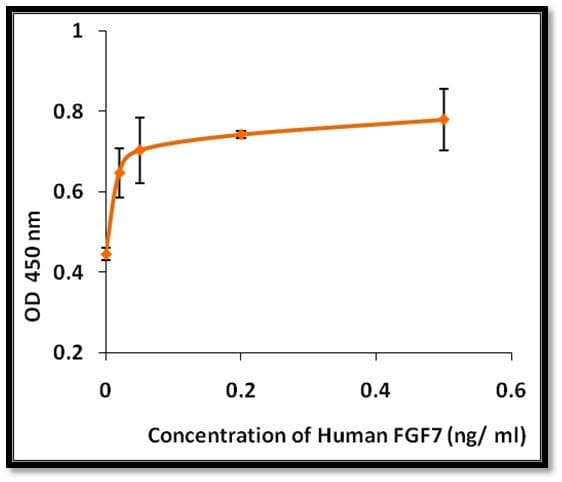 Human FGF7 / KGF Protein (Recombinant)