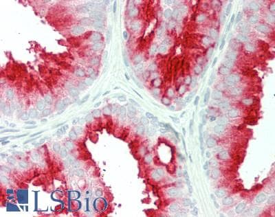 FOLH1 / PSMA Antibody (clone 3H5, Carrier-free)