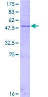 Human METTL7A Protein (Recombinant GST)