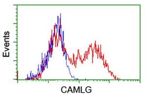 CAMLG / CAML Antibody (clone OTI2H3)