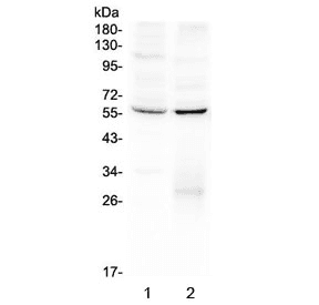 ERGIC-53 / LMAN1 Antibody