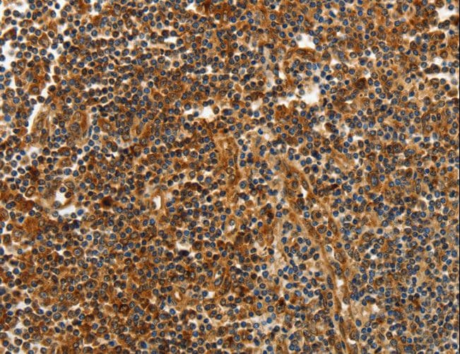 CNNM3 Antibody
