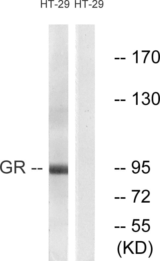 Polyclonal Rabbit anti-Human NR3C1/Glucocorticoid Receptor Antibody (aa181-230, IHC, IF, WB)