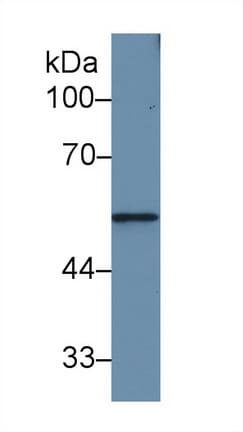 MMP12 Antibody (aa100-286)