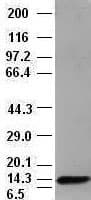 NTF4 / Neurotrophin 4 Antibody (clone OTI2E8)