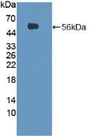 PA26 / SESN1 Antibody (aa45-492, APC)