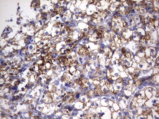 HADH Antibody (aa57-314, clone UMAB151, Carrier-free)