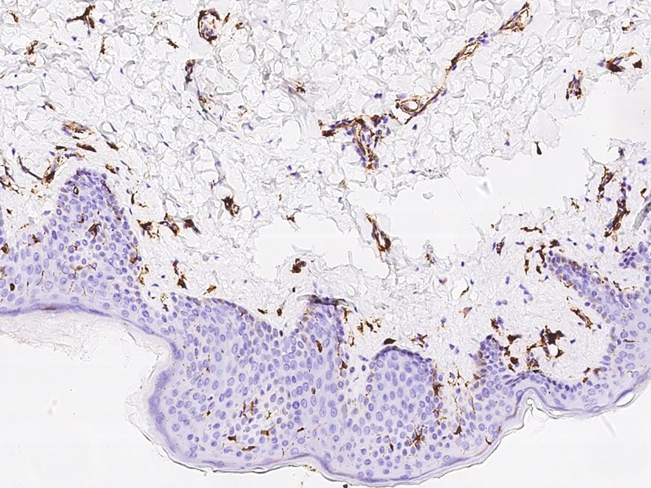 HLA-DR Antibody (Preservative Free)