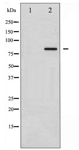 STAT3 Antibody (phospho-Tyr705)
