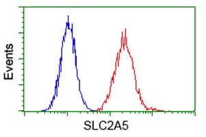 SLC2A5 / GLUT5 Antibody (clone OTI20E1)
