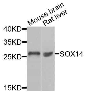 SOX14 Antibody