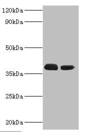 TREX1 Antibody (aa1-270)