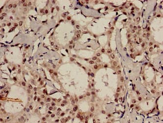 MDC1 Antibody