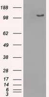 BUB1B / BubR1 Antibody (clone OTI11D7, Carrier-free)