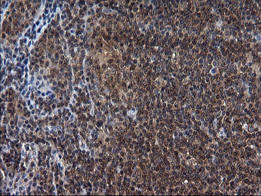 SCRN1 / Secernin 1 Antibody (clone OTI1E4)