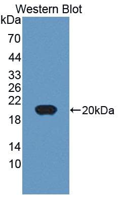 CHRDL2 Antibody (aa26-169, APC, Cy7)