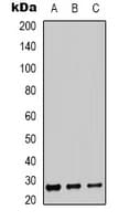 BSX Antibody (C-Terminus)