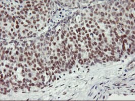 USP7 / HAUSP Antibody (clone OTI3F7)