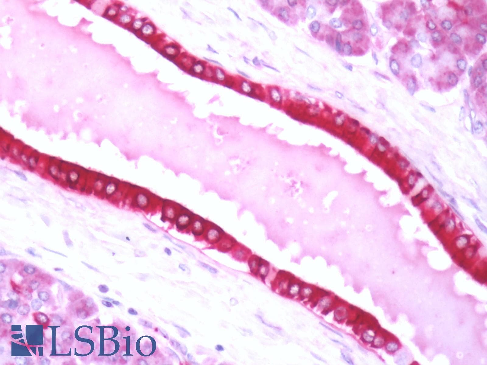 PathPlus™ Polyclonal Rabbit anti-Human GPBAR1 / TGR5 Antibody (C-Terminus, IHC)