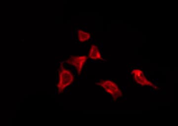OR8J3 Antibody