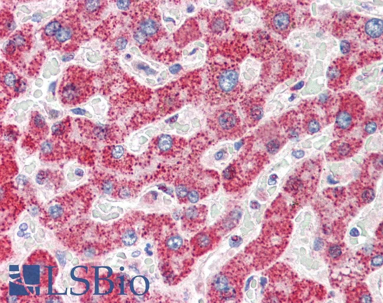 IHC-plus™ TMPRSS5 Antibody (aa413-425)