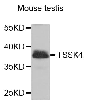 TSSK4 / TSSK5 Antibody