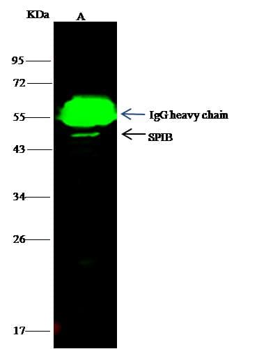 SPIB Antibody (Preservative Free)