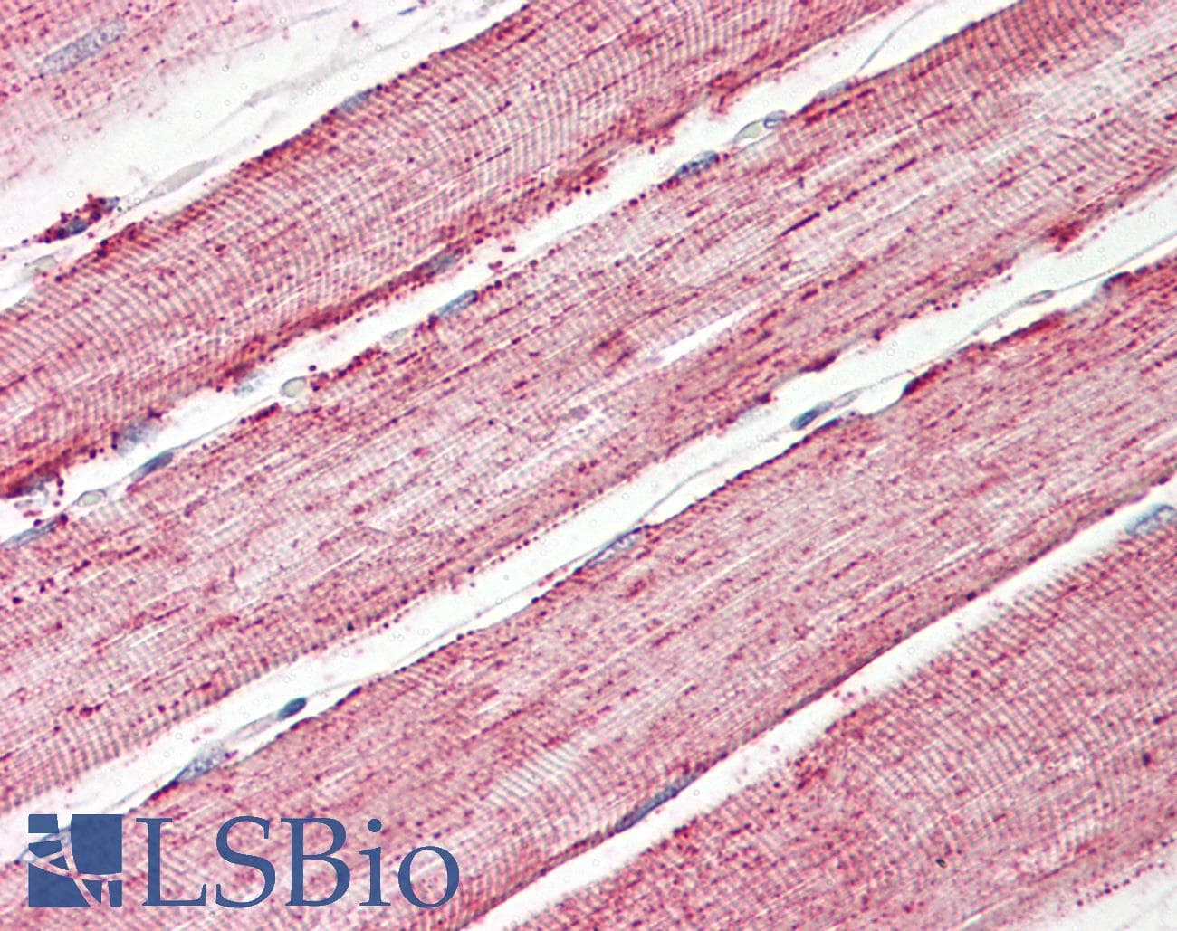 IHC-plus™ IDH2 Antibody (aa418-429)