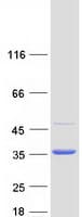 Human EF1B / EEF1B2 Protein (Recombinant Myc-DDK (Flag))