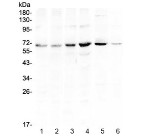 PIAS3 Antibody