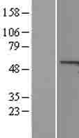 Human CCNA1 / Cyclin A1 Protein (Over-Expression Lysate Myc-DDK (Flag))
