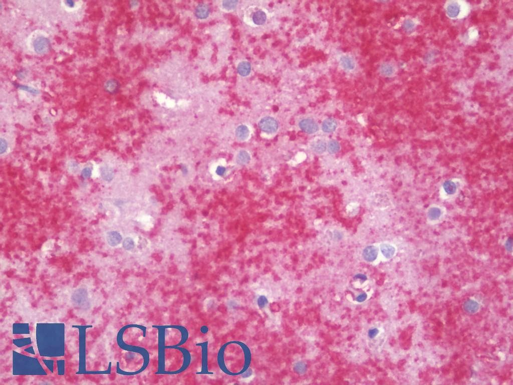 IHC-plus™ SIGLEC9 Antibody (clone 1D9)