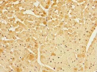 FBXO4 / FBX4 Antibody