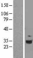 Complement C1QA Protein (Over-Expression Lysate Myc-DDK (Flag))
