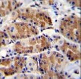POLR3GL Antibody (aa65-93)