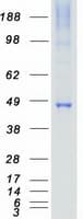 Human MAP2K7 / MEK7 Protein (Recombinant Myc-DDK (Flag))