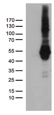 PDCD2L Antibody (clone OTI4H10)