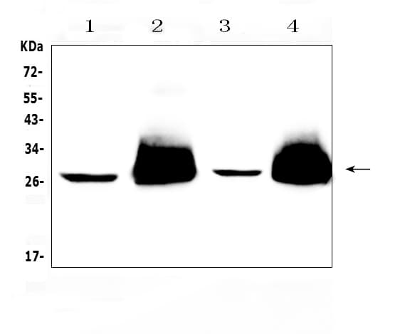THY1 / CD90 Antibody